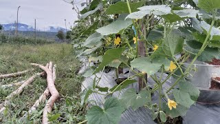 Timun Tumpang sari sama tanaman cabe sudah mulai berbuah [upl. by Barde]