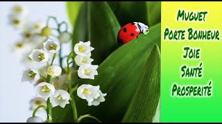 muguet porte bonheur 🌹🌹🌹muguet 1er Mai [upl. by Otila]