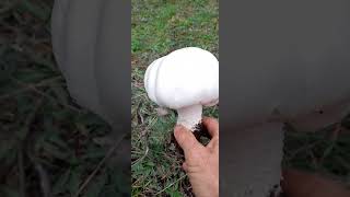 AGARİCUS ARVENSİSÇAYIR MANTARIampHORSE MUSHROOM [upl. by Kwok]