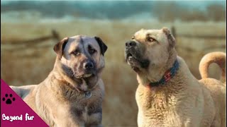 Anatolian ShepherdDifferences and Similarities with Kangal [upl. by Nuawed]