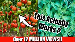 Grow Lots of Tomatoes Not Leaves  Complete Growing Guide [upl. by Suirada]