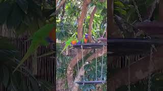 Tranquil Moments Two Lorikeets Eating in Harmony lorikeets birdfeeding naturebeauty [upl. by Asilet]