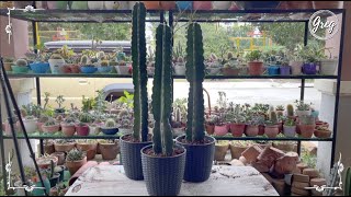 060  Peruvian Apple Cactus Cereus repandus  Repotting [upl. by Oderfodog]