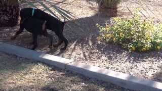 Doberman  European Doberman Pinscher Puppies  for sale [upl. by Nahgem]