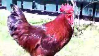 Rooster Crowing [upl. by Thea]