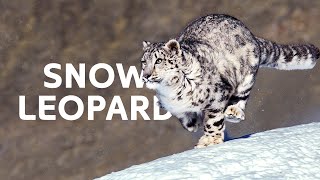 Trailing The Rare Snow Leopard And Her Cubs Through The Himalayas  Wildlife Documentary [upl. by Ahseiat]