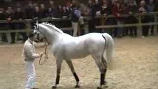 ♂ Parco jumping stallion BWP by Darco [upl. by Hoagland647]