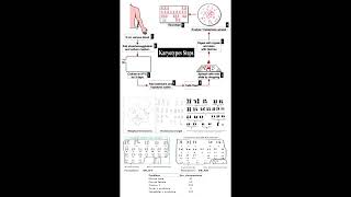 Karyotype Steps geneticteacher [upl. by Hashum132]