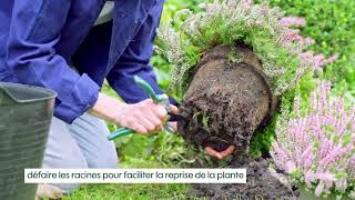 comment planter une plante en pleine terre au jardin   TRUFFAUT [upl. by Higgs]