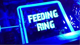 CHEAP Fish Feeding Ring  First impressions  BIG Update Coming SOON [upl. by Anirahc]