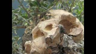 Bonsai Tree Wood Carving Demonstration [upl. by Clarita805]