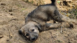 Adorable Stray Puppy Rescued Having Deformed the Front Side Legs [upl. by Htebazie520]