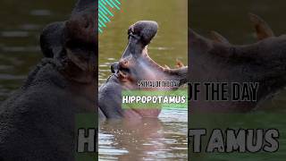 HIPPOPOTAMUS  ANIMAL OF THE DAY 8 [upl. by Barthol]