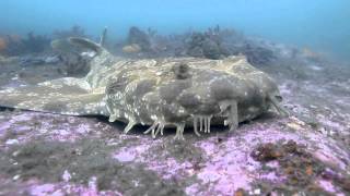 Spotted Wobbegong Orectolobus maculatus at Bare Island Sydney Australia [upl. by Ettenal]