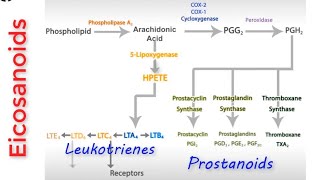 Eicosanoids Pathway  Prostanoids And Leukotrienes BioSynthesis Pathways [upl. by Nivlak318]