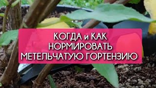 КОГДА и КАК нормировать МЕТЕЛЬЧАТУЮ гортензию Diamant Rouge  особенности [upl. by Fast]