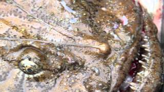 Special Episode Catch a Monkfish [upl. by Kamat]