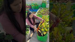 True joy is basket full of fresh picked vegetables gardening youtubeshorts [upl. by Pierson542]