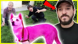 PINK HAIR DYE ON ROOMMATES DOG PRANK  Prank Wars [upl. by Niamjneb]