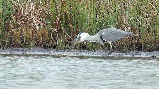 Blauwe reiger eet een visje [upl. by Cassella]