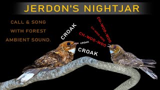 Jerdons Nightjar  2 types of call  4K  Captured With Nikon D7500 And Nikon 200500 [upl. by Doig]