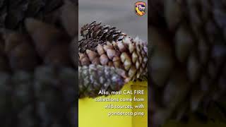 CAL FIRE Reforestation Services Program 2024 Season Review [upl. by Chita753]