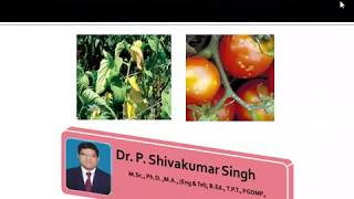 Bacterial Wilt of Tomato  Bacterial diseases in plants  vegetable diseases  Dr P Shivakumar Singh [upl. by Nahtam265]