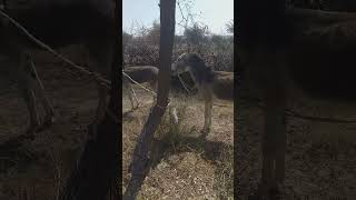 donkeys fightingshortthari wildlife [upl. by Jovi79]