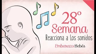 SEMANA 28 de Embarazo  7º Mes  Semana a semana [upl. by Yffub]