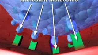 Tysabri  How It Works To Fight Multiple Sclerosis [upl. by Atsylak]