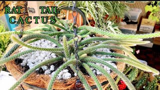 HOW TO REPOT RAT 🐀 TAIL CACTUS IN HANGING BASKET  with care tips [upl. by Clea]