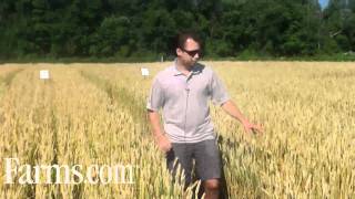 Agronomy Video Wheat Disease Control on Septoria Powdery Mildew [upl. by Wolford]