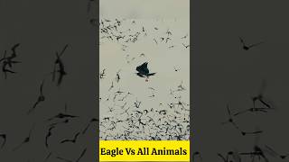 Eagle 🦅 Vs All Hunters  Unique Style Of Eagle 🦅 junglefacts facts martialeagle [upl. by Chon]