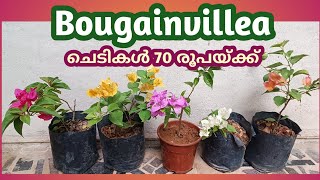 Bougainvillea 70 Watsapp 8078209295 [upl. by Lasky]