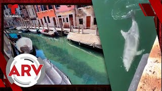 Cuarentena disminuye contaminación y captan delfines en canales de Venecia  Telemundo [upl. by Aliuqahs]