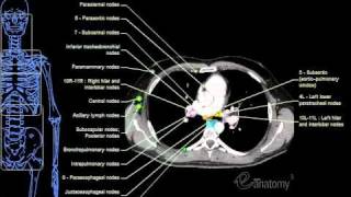 eAnatomy  Mediastinal Lymph Nodes Hi Qualmov [upl. by Fidelia]