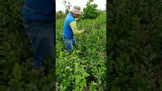 Cultivo de ruscus a campo abierto Lima Perú [upl. by Perl]