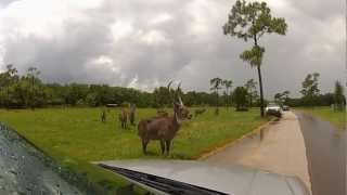 GoPro HD HERO2 at Lion Country Safari West Palm Beach Florida [upl. by Ramberg]