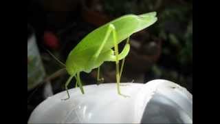 KatydidYouTube egg Laying  nope katydid takes a  Nature Calls in New Jersey [upl. by Bartosch759]