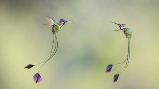 Marvelous spatuletail hummingbird Natures most charming bird species [upl. by Frohne]