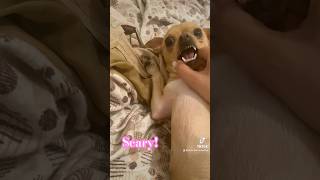 My scary chihuahua🤣 chihuahua [upl. by Robma]