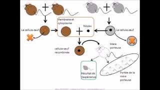 SVT  cours Localisation de linformation génétique [upl. by Ssilem]