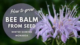 How to Winter Sow Bee Balm Monarda  Perennial Garden [upl. by Eznyl564]