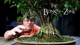 Ginseng Ficus bonsai work and tree updates The Bonsai Zone Sept 2018 [upl. by Norword]