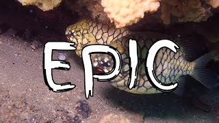 EPIC Scuba Diving Shiprock Port Hacking Sydney November 2018 SCUBA ADDICT [upl. by Meuser702]