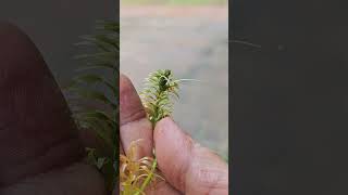 Aquatic plants flower  Hydrilla verticillata [upl. by Valer555]