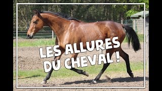 LES ALLURES DU CHEVAL [upl. by Mutz]