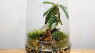 Biophytum Sensitivum Terrarium [upl. by Sirhc818]