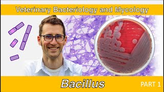 Bacillus Part 1  Veterinary Bacteriology and Mycology [upl. by Ettenrahc311]