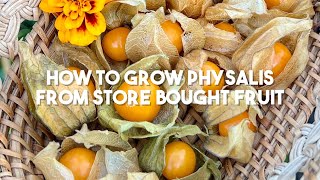 How to grow Physalis from store bought fruit  Cape Gooseberry  Ground Cherry  UK [upl. by Lotus]